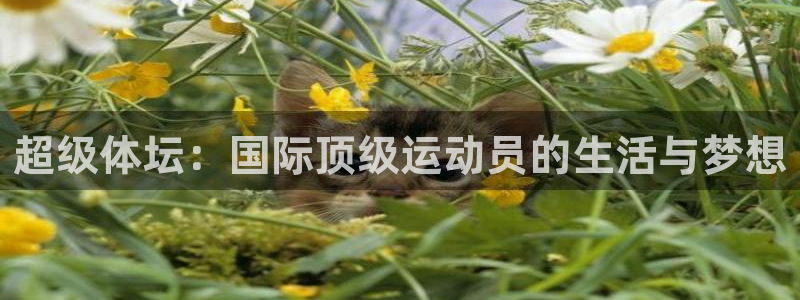 vsport体育：超级体坛：国际顶级运动员的生活与梦想